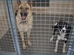 Dogs in Animal Shelter